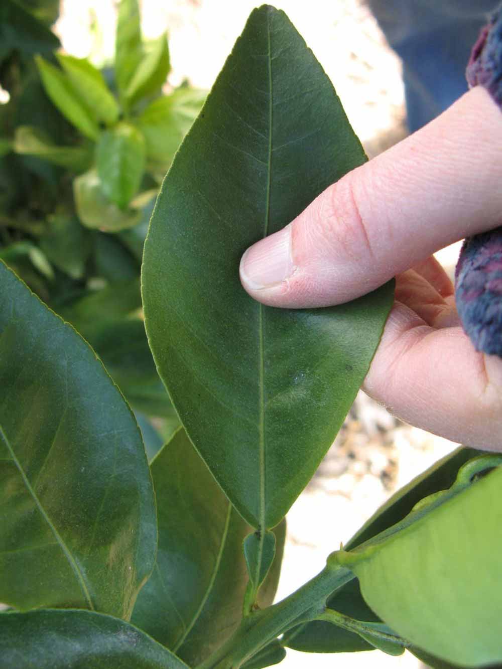              Unifoliolate leaf (Winter Haven, FL)       